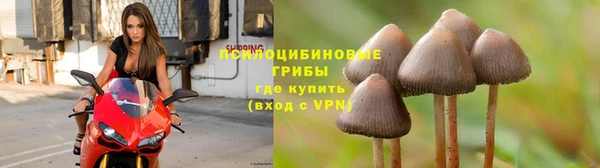 прущие грибы Алексин